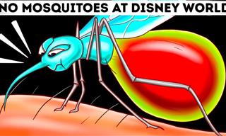 How Come There Are No Mosquitos in Disney World?
