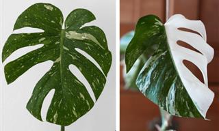 16 of the Priciest Houseplants in the World