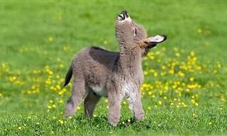 The Cutest Animal Videos of 2025