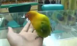 This Parrot Does an Incredible Imitation (adult).