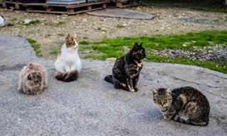 How to Keep Street Cats Away Without Harming Them
