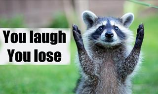 The Most Hilarious Raccoon Moments