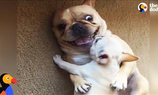 Heartwarming: Huey the French Bulldog Gets a New Brother