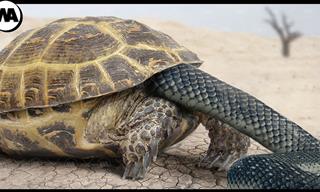 Turtles Have the Most Awesome Defense Mechanism in Nature