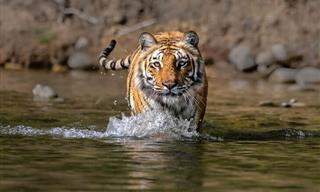 India's Wild Tigers: Stunning Photo Gallery