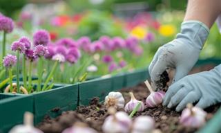 A Guide to Planting Garlic in the Fall