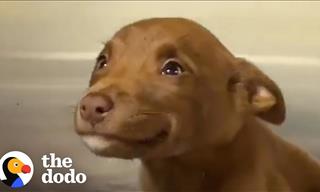 Meet the Adorable Puppy Who Simply Can’t Stop Grinning
