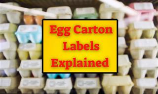 The Real Meaning Behind 8 Egg Carton Labels Explained