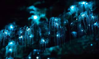 WATCH Sparkling Glow-Worms Turn a Gloomy Cave into Art