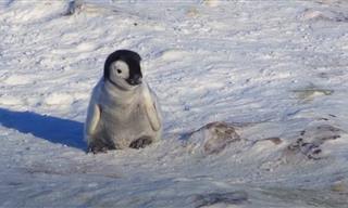Shy Baby Penguin Tries to Make Friends - Adorable!