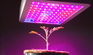 An Introduction to Hydroponics