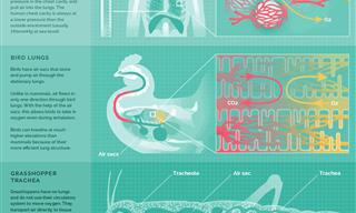 This Infograph Explains Three Different Ways To Breathe
