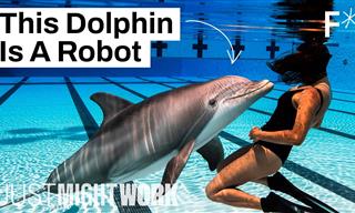 Robot Dolphins May Replace Captive Animals at Marine Parks
