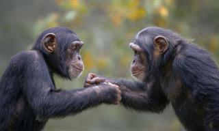 What Made Two Groups of Chimpanzees Go to War?