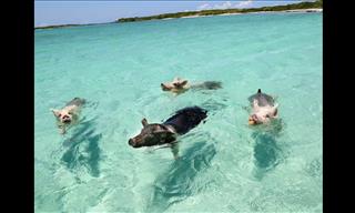 Have You Ever Heard of Pig Island?