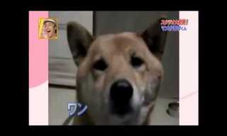 How Did This Japanese Woman Teach Her Dog to Whisper?