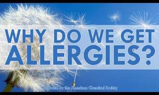 Why Do People Get Allergies?