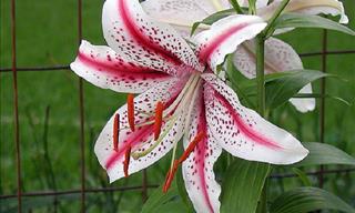 15 Types of Lilies With Bright Colors and Unique Patterns