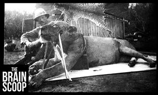 The Most Notorious Man-Eating Lions in History