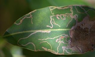4 Easy and Organic Solutions to a Leaf Miner Problem