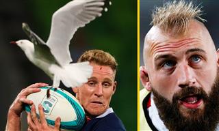 Hilarious: What is a Bird Looking For on a Rugby Field?