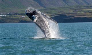 10 Places to Go Whale Watching