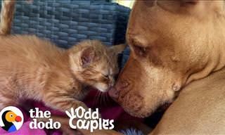 Think Pit Bulls are Dangerous? Meet Bubba and His Cat, Rue