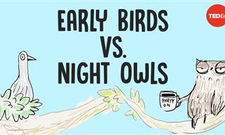 Early Bird or Night Owl: The Circadian Puzzle