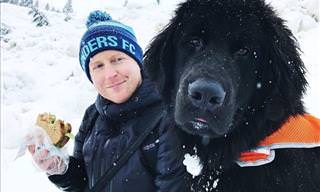 Adorable Newfoundland Dogs