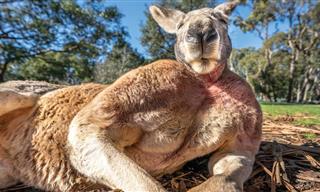 Want to Build Muscles? Take Lessons from This Kangaroo