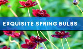 Here Are the Best Spring Flowering Bulbs for Your Garden