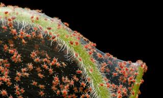 5 Proven Methods for Eradicating Spider Mites