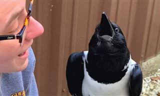 Meet Tuck, the Talking Crow