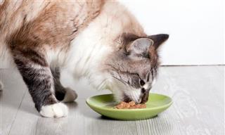 How to Feed Your Cat the Right Way