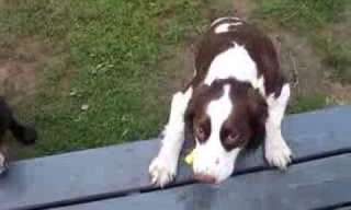You Won't Believe What this Blind Dog Can Do.