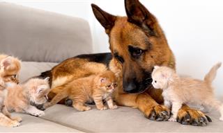 German Shepard Befriends Kittens