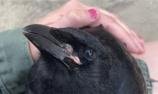 Aww! Crow Expresses Gratitude to the People Who Saved Him