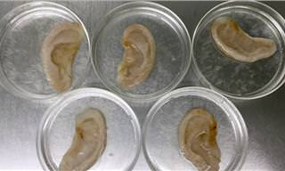 Scientist Makes Ears Out of Apples