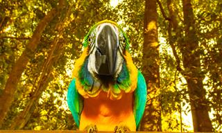 Silly and Adorable Parrots That'll Make You Smile