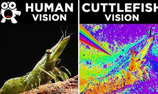 FASCINATING! Learn How 20 Different Animals See the World
