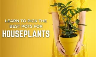 How to Choose the BEST Pots For Your Houseplants