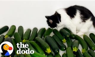 Cat Falls In Love With a Cucumber - Hilarious Video!