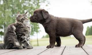 When Cats Meet Puppies for the First Time....