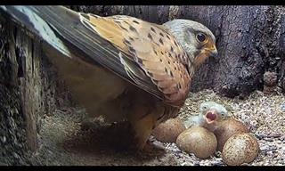 This Kestrel Pair Overcame Tensions to Become Parents