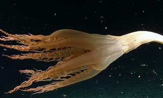 The Solumbellula Sea Pen - a Weird Sea Creature