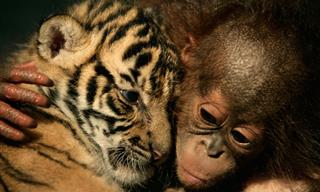 Friends Will Be Friends...