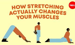 The Surprising Science Behind Stretching Explained