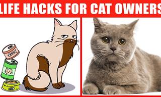24 Awesome Cat Life Hacks That Every Pet Owner Should Know