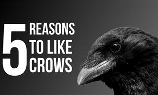 Crows Often Get a Bad Rep, But They Are Awesome!