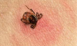 A Guide to Lyme Disease